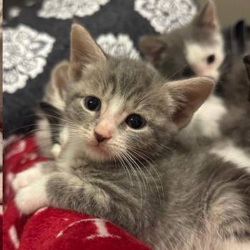 Pumpkin -  Domestic Short Hair Cat for Adoption in Bel Air, Maryland - Pumpkin | PetCurious