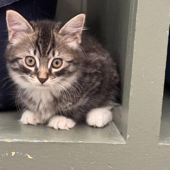Winston -  Domestic Medium Hair Cat for Adoption in Brockton, Massachusetts - Winston | PetCurious