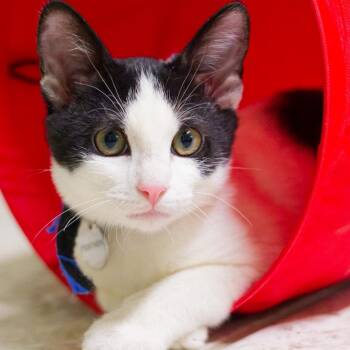 Domestic Short Hair Cats Available for Adoption in Hot Springs, Arkansas - Feather | PetCurious