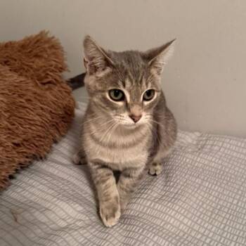 Ejohn -  Domestic Short Hair Cat for Adoption in Rocky Mount, Virginia - Ejohn | PetCurious