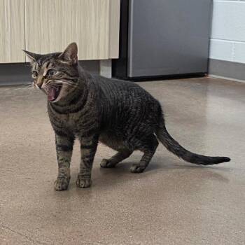Miss Kitty -  Domestic Short Hair and Mixed Breed Cat for Adoption in Chattanooga, Tennessee - Miss Kitty | PetCurious