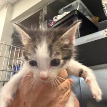 Domestic Short Hair Cats Available for Adoption in Los Angeles, California - Leonardo | PetCurious