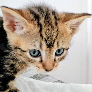 Domestic Short Hair Cats Available for Adoption in Wappingers Falls, New York - Lorraine | PetCurious