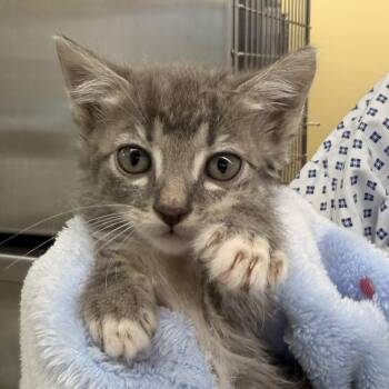 Megan -  Domestic Short Hair Cat for Adoption in West Palm Beach, Florida - Megan | PetCurious