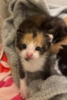 Bubbles -  Calico Cat for Adoption in Valley Park, Oklahoma - Bubbles | PetCurious