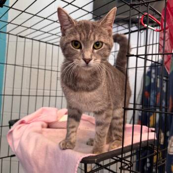 Fiona -  Domestic Short Hair Cat for Adoption in Parkersburg, West Virginia - Fiona | PetCurious