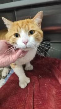 Domestic Short Hair Cats Available for Adoption in Athens, Tennessee - Thisbe | PetCurious