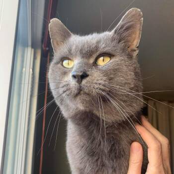 Fletcher (m) blue Russian 6yrs -  Russian Blue Cat for Adoption in Ottawa, Ontario - Fletcher (m) Blue Russian 6yrs | PetCurious