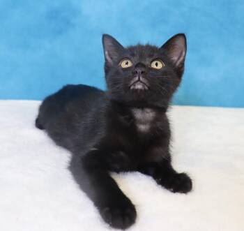 Harper - Coming Soon -  Domestic Short Hair Cat for Adoption in League City, Texas - Harper - Coming Soon | PetCurious