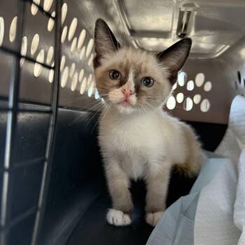 Charity -  Snowshoe and Siamese Cat for Adoption in Fresno, California - Charity | PetCurious