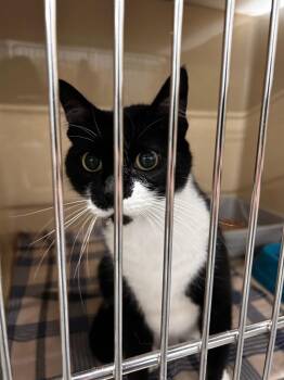 Domestic Short Hair Cats Available for Adoption in Gautier, Mississippi - Blackey | PetCurious