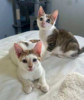 Poly the Polydactyl & Oliver BONDED -  Domestic Short Hair Cat for Adoption in Boca Raton, Florida - Poly The Polydactyl & Oliver BONDED | PetCurious