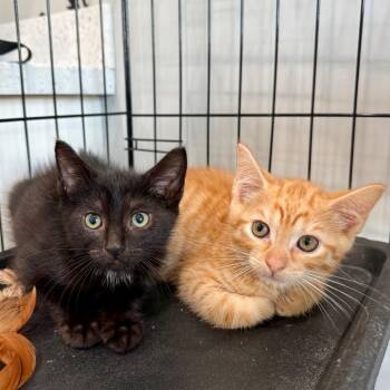 Freddie -  Domestic Short Hair Cat for Adoption in Bradenton, Florida - Freddie | PetCurious