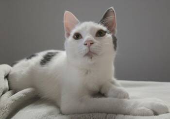 Domestic Short Hair Cats Available for Adoption - Zero | PetCurious