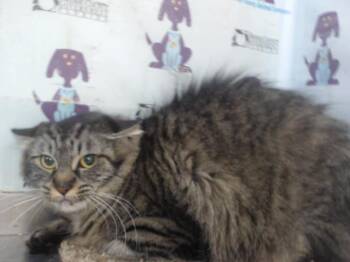 SAGITTARIUS -  Domestic Medium Hair Cat for Adoption in Orlando, Florida - SAGITTARIUS | PetCurious