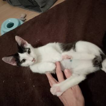 Rescue Domestic Short Hair Cats for Adoption in Durham, North Carolina - Two Percent | PetCurious