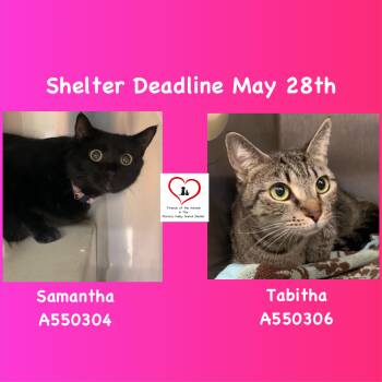 Domestic Short Hair Cats Available for Adoption in San Marcos, California - 911 URGENT - Abandoned Female Kitties Tabitha And Samantha | PetCurious