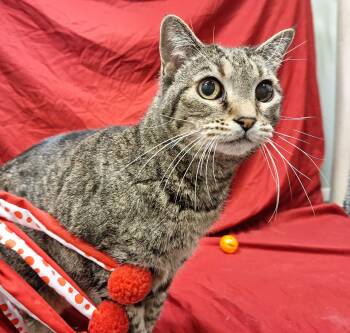 Frankie -  Domestic Short Hair Cat for Adoption in Payson, Arizona - Frankie | PetCurious