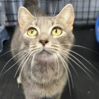 Monkey -  Domestic Short Hair Cat for Adoption in Snow Hill, North Carolina - Monkey | PetCurious