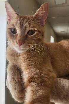 Rescue Tabby Cats for Adoption in Harned, Kentucky - Oscar | PetCurious