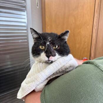 Domestic Short Hair Cats Available for Adoption in Columbiana, Alabama - Simon | PetCurious