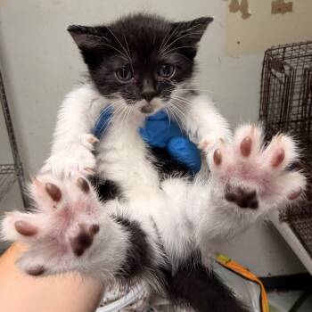 Toe Beans -  Domestic Short Hair Cat for Adoption in Philadelphia, Pennsylvania - Toe Beans | PetCurious