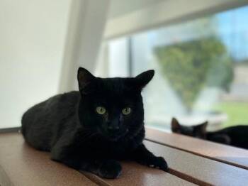 Domestic Short Hair Cats Available for Adoption in Brentwood, Missouri - GRACIE | PetCurious