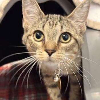 Domestic Short Hair Cats Available for Adoption in Lansing, Michigan - Arasha | PetCurious