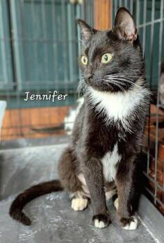 Jennifer -  Domestic Short Hair Cat for Adoption in Lunenburg, Massachusetts - Jennifer | PetCurious