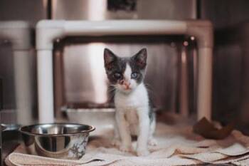 93778A Marla -  Domestic Short Hair Cat for Adoption in North Charleston, South Carolina - 93778A Marla | PetCurious