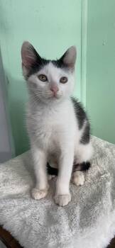 Rescue Domestic Short Hair Cats for Adoption in Ardsley, New York - Ace | PetCurious