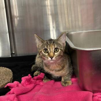 Onion - at Petsmart Madison East -  Domestic Short Hair Cat for Adoption in Madison, Wisconsin - Onion - At Petsmart Madison East | PetCurious