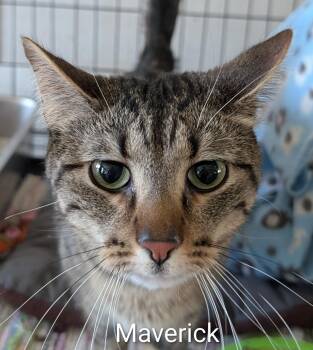 Domestic Short Hair Cats Available for Adoption in Colfax, Iowa - Mverick | PetCurious