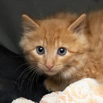 Rescue Domestic Long Hair Cats for Adoption in South Elgin, Illinois - Linus | PetCurious