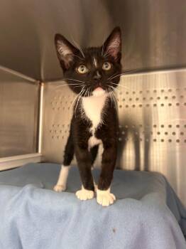 Domestic Short Hair Cats Available for Adoption - Barcode | PetCurious