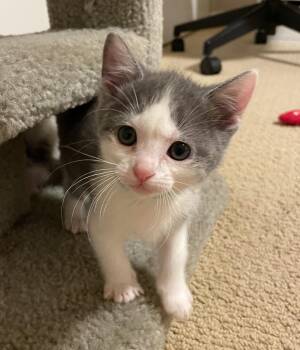 Rescue Domestic Short Hair Cats for Adoption in San Diego, California - Sierra | PetCurious