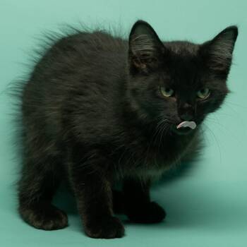 Orion -  Domestic Long Hair Cat for Adoption in Tipton, Indiana - Orion | PetCurious