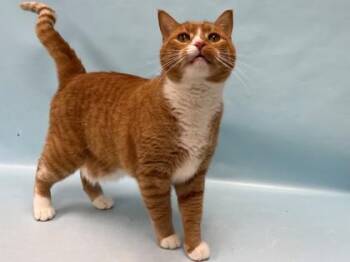 Taco -  Domestic Short Hair Cat for Adoption in Minneapolis, Minnesota - Taco | PetCurious