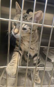 Benji -  Tabby and Bengal Cat for Adoption in Mundelein, Illinois - Benji | PetCurious