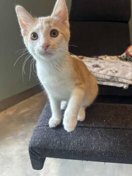 Rescue Domestic Short Hair and Tuxedo Cats for Adoption in Cincinnati, Ohio - Benedicta | PetCurious