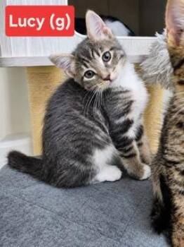 Lucy (In foster) -  Domestic Medium Hair Cat for Adoption in PORT WENTWRTH, Georgia - Lucy (In Foster) | PetCurious