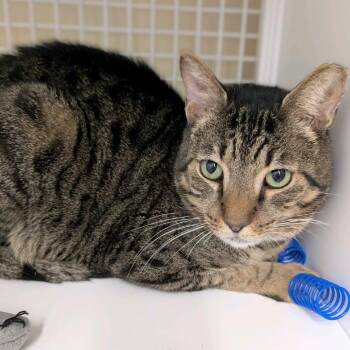 Barron -  Domestic Short Hair Cat for Adoption in Buffalo, New York - Barron | PetCurious