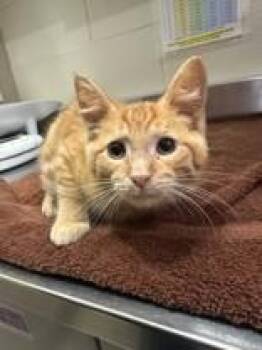 Nacho -  Domestic Short Hair Cat for Adoption in Manitowoc, Wisconsin - Nacho | PetCurious