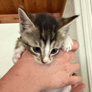 Tabby Cats Available for Adoption in Tehachapi, California - Green | PetCurious