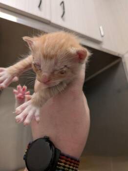 Jolt -  Domestic Short Hair Cat for Adoption in Atlanta, Georgia - Jolt | PetCurious
