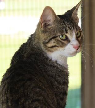Maddox -  Domestic Short Hair Cat for Adoption in North Fort Myers, Florida - Maddox | PetCurious