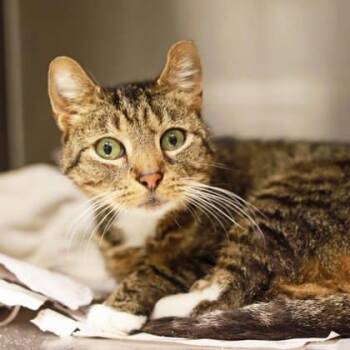 Kirby Oliver -  Domestic Short Hair Cat Available for Adoption in Atlanta, Georgia - Kirby Oliver | PetCurious