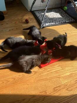 Rescue Domestic Short Hair Cats for Adoption in Chicago, Illinois - Jade | PetCurious