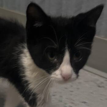 Cole -  Domestic Short Hair Cat for Adoption in Lenexa, Kansas - Cole | PetCurious