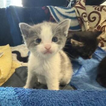 Domestic Short Hair Cats Available for Adoption in Hawthorne, California - Boysenberry | PetCurious